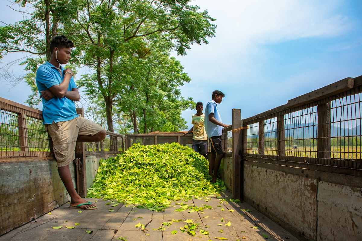 Green tea leaves